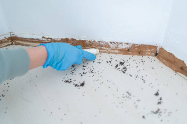 Insect Control in East Williston, NY